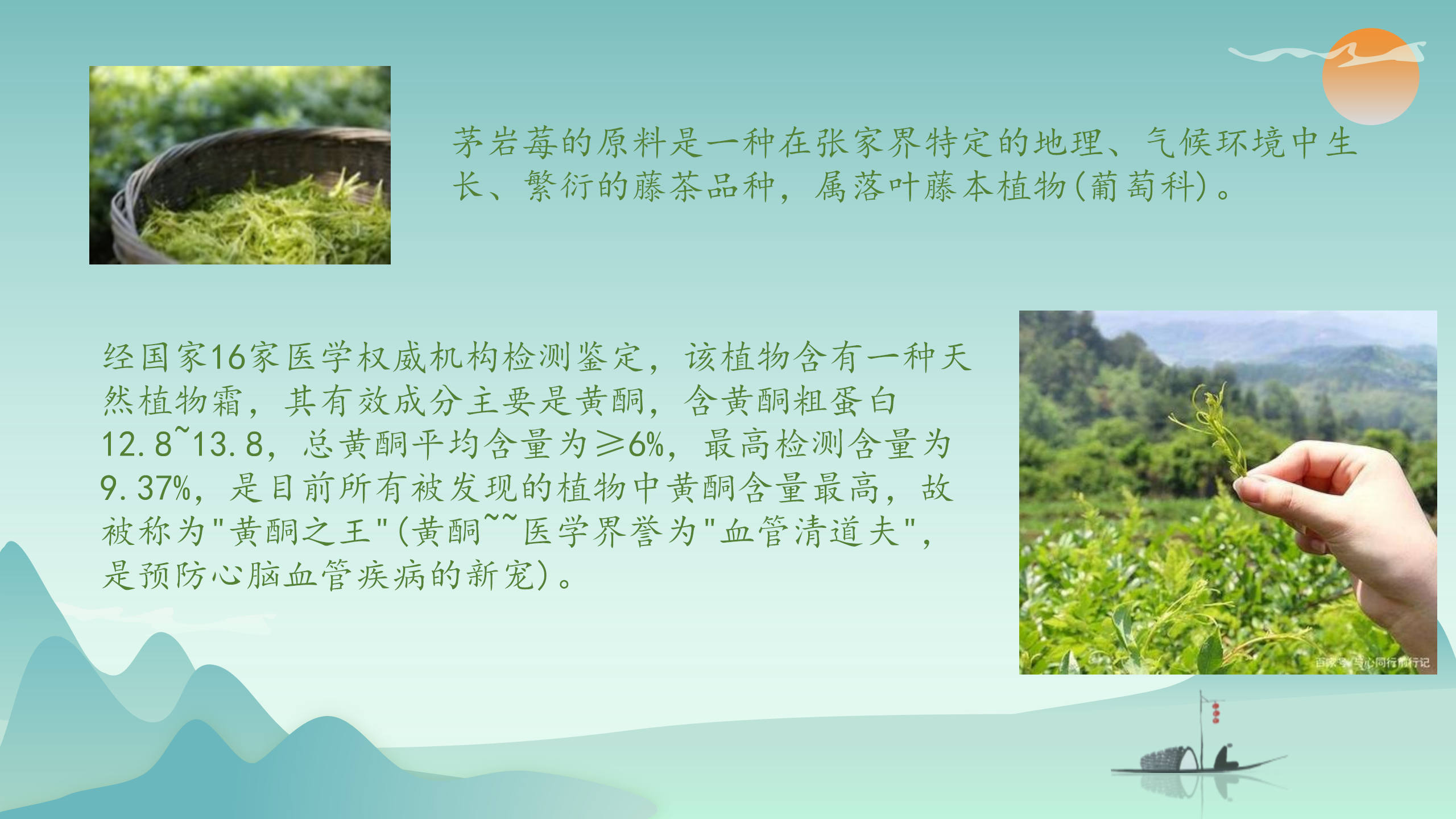 1_莓茶简介_03.png